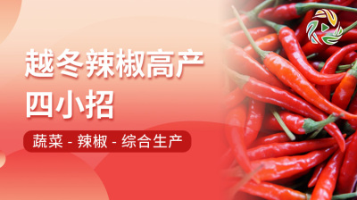 越冬辣椒高产四小招