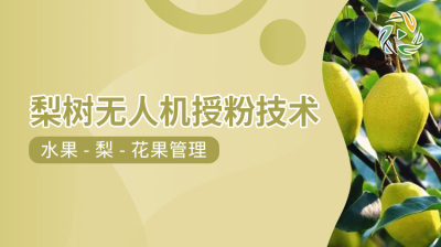 梨树无人机授粉技术