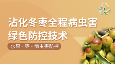沾化冬枣全程病虫害绿色防控技术