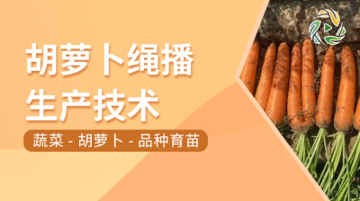 胡萝卜绳播生产技术