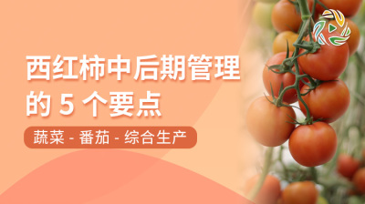西红柿中后期管理的5个要点