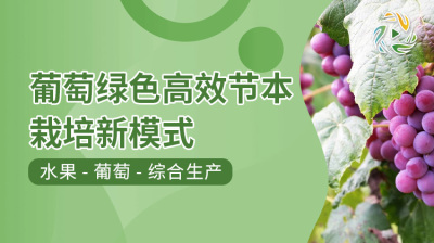 葡萄绿色高效节本栽培新模式