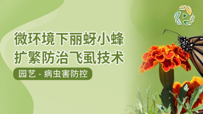 微环境下丽蚜小蜂扩繁防治飞虱技术