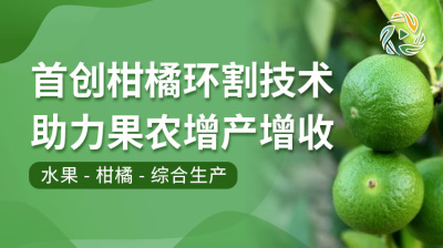 首创柑橘环割技术助力果农增产增收