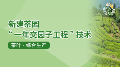 新建茶园&ldquo;一年交园子工程&rdquo;技术