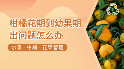 柑橘花期到幼果期出问题怎么办