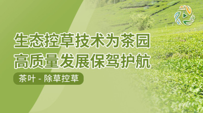 生态控草技术为茶园高质量发展保驾护航