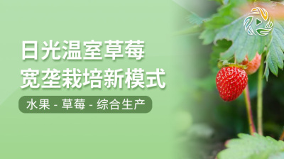 日光温室草莓宽垄栽培新模式