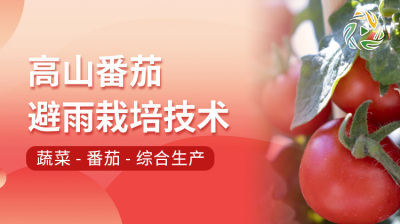 高山番茄避雨栽培技术