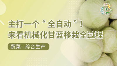 主打一个&ldquo;全自动&rdquo;！来看机械化甘蓝移栽全过程