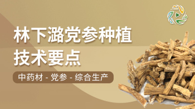 林下潞党参种植技术要点