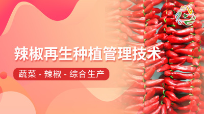 辣椒再生种植管理技术