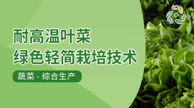 耐高温叶菜绿色轻简栽培技术