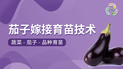 茄子嫁接育苗技术