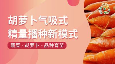 胡萝卜气吸式精量播种新模式