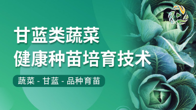 甘蓝类蔬菜健康种苗培育技术