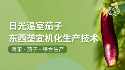 日光温室茄子东西垄宜机化生产技术
