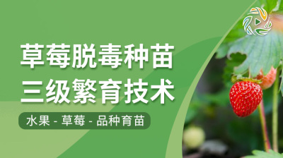 草莓脱毒种苗三级繁育技术