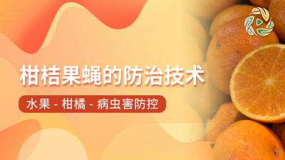 柑桔果蝇的防治技术