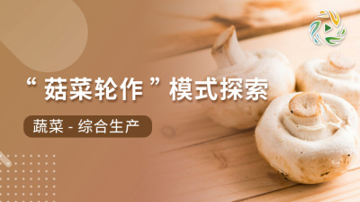 &ldquo;菇菜轮作&rdquo;模式探索