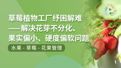 草莓植物工厂纾困解难：解决花芽不分化、果实偏小、硬度偏软