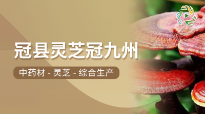 冠县灵芝冠九州