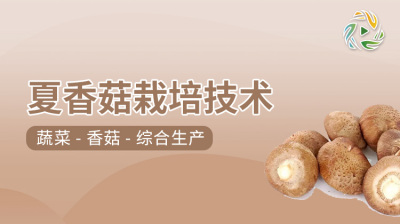夏香菇栽培技术