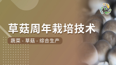 草菇周年栽培技术
