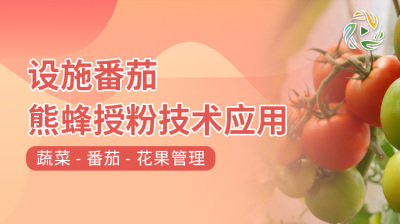 设施番茄熊蜂授粉技术应用