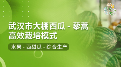 武汉市大棚西瓜-藜蒿高效栽培模式
