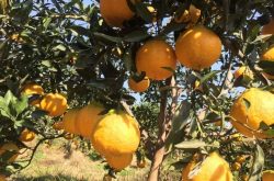 11月柑橘转色期，如何提高颜值？避免产生浮皮果