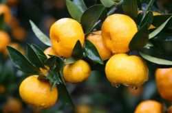 专家课程 | 柑橘种植全年农事指南，太全了！