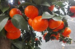 柑橘12月管理要点