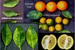 柑橘成熟期，发现红鼻果、青果、软果是黄龙病防治关键！！