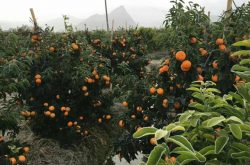 寒潮来袭，柑橘时效性防冻措施有哪些？