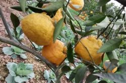 柑橘浮皮果菠萝果原因及办法