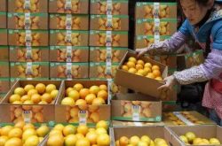 广西柑橘产业：一面是扩种狂潮，一面是危机四起！