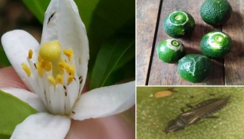 柑橘种常见虫害识别与防治大全 下 柑橘种植技术 天天学农 柑橘种常见虫害识别与防治大全 下 柑橘种植技术 天天学农