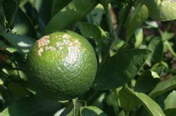 柑橘溃疡病危害特点、发生规律以及防治措施