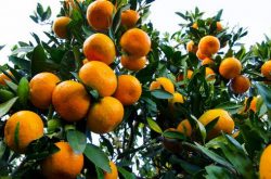 柑橘种植有学问，这九个问题须先搞懂