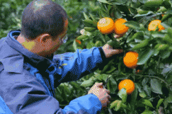 关于柑桔保花保果的四点主要措施