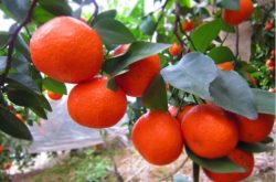 柑橘品种大全 种植哪种柑橘好