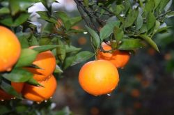 百亩以上果农的培训资料，带你真正认识柑橘黄龙病(上)