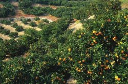 26个特色农业强镇名单公布！象山将打造柑橘强镇