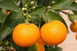 柑橘巧施冬肥保高产！柑橘树当下管控迫在眉睫