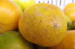 2018年柑橘砂皮病恐大爆发！你知道怎么防吗？