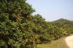 武鸣沃柑远销海外，清远柑橘将扩至百万亩，行业是春天还是冬天？