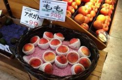 日本水果贵在哪儿，为何值得我们学习？
