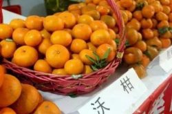 广西沃柑跌破5元/斤，当初的贵族水果为啥价格回落？
