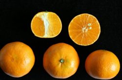 枝条10000元/斤，‘明日见’会不会成为下一个爆款柑橘？